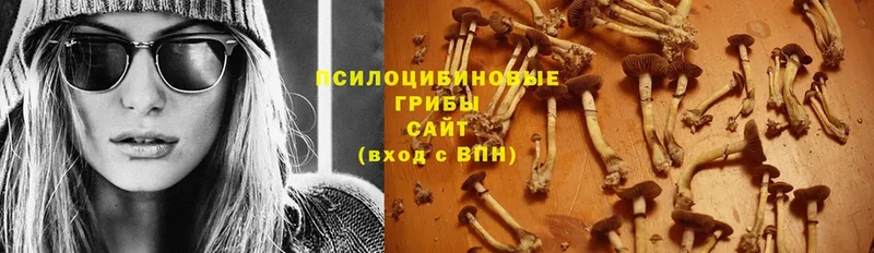 Псилоцибиновые грибы Psilocybine cubensis  Демидов 